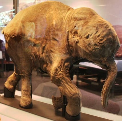 A photo of a remarkably preserved baby mammoth