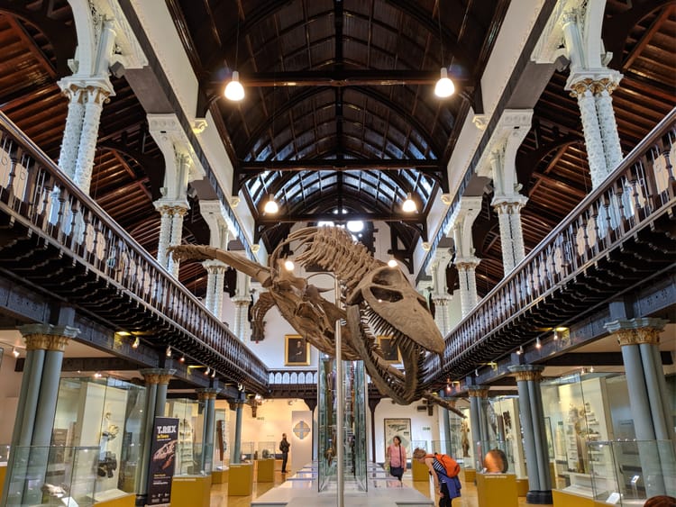 A photo from a museum shows a large fossil skeleton