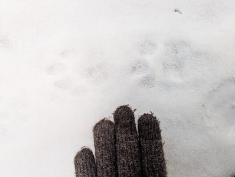 A photo of white snow shows two medium-sized pawprints and the four fingers of a gloved hand