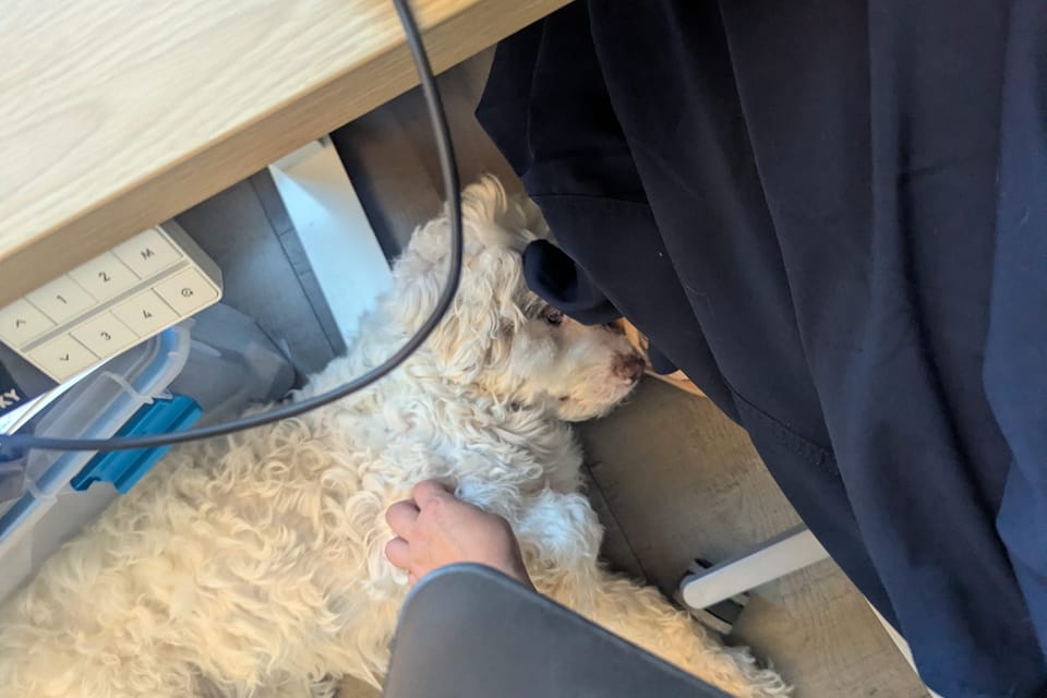 a photo of a white fluffy dog who is laying directly underneath a desk, with his head on Cat's foot. Cat's hand is visible giving the dog a pet